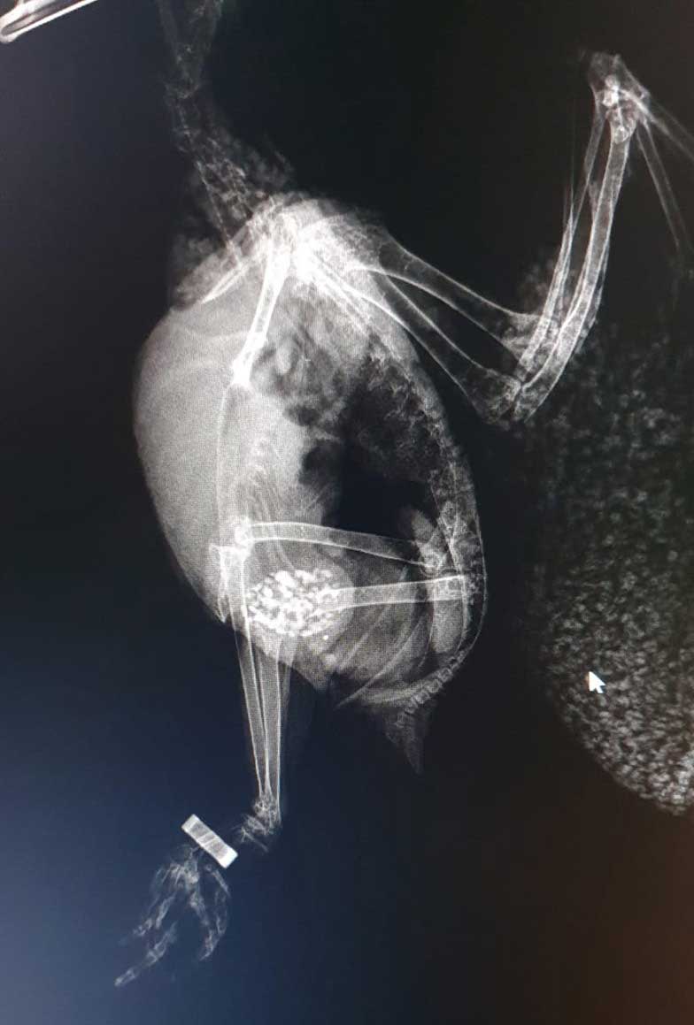 Figure 3. Lead particles have started to shift on day four.