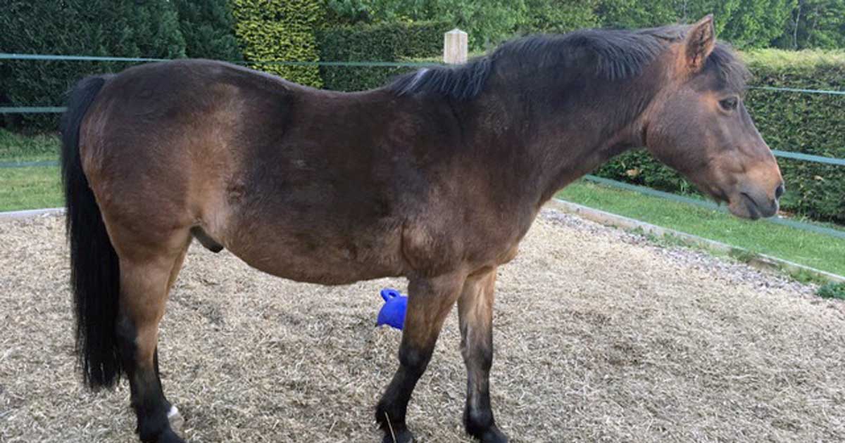 All weather grass free turnout areas are useful to “kick start” a weight loss programme. 