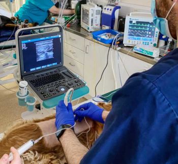 An ultrasound-guided nerve block contributes to optimal analgesia and minimises the perioperative stress response.