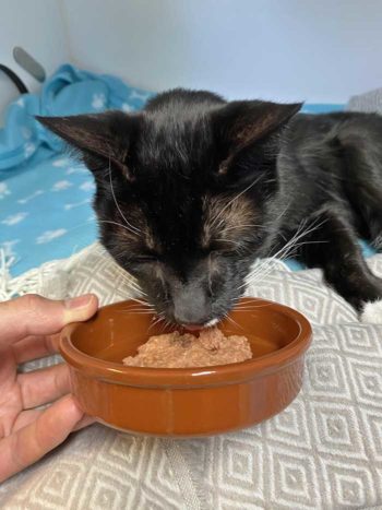 A patient being coaxed to eat in the early recovery phase.