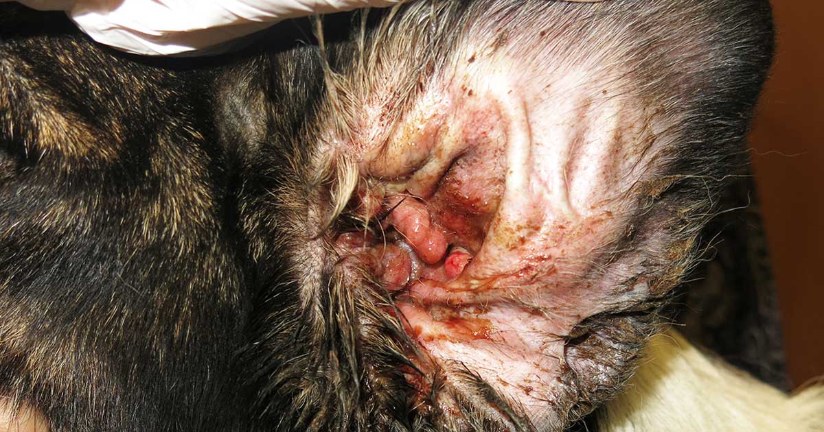 Figure 1. Otitis externa in an allergic dog.