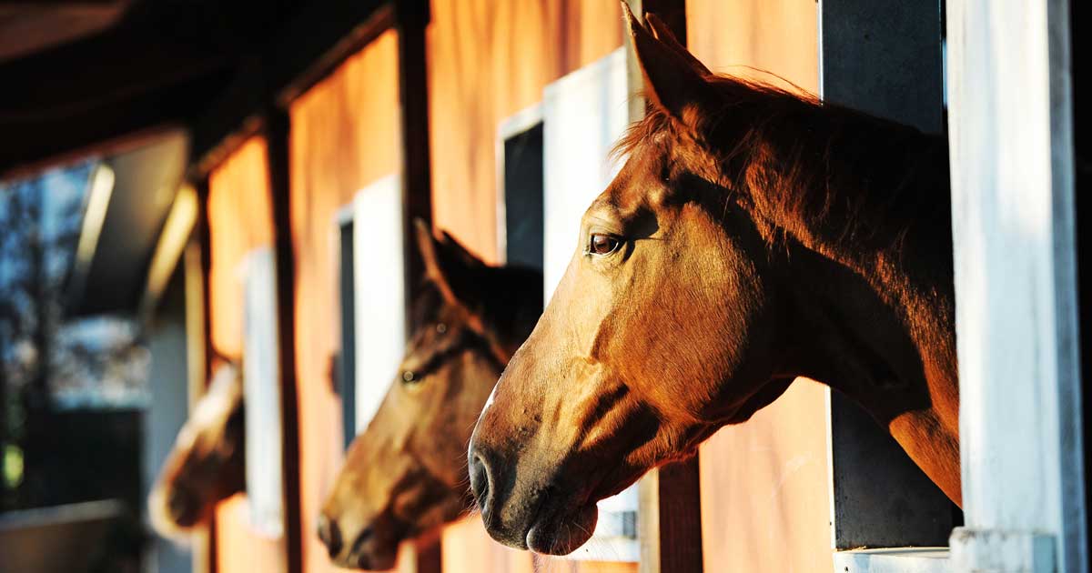horses stable Image: © stokkete / Adobe Stock