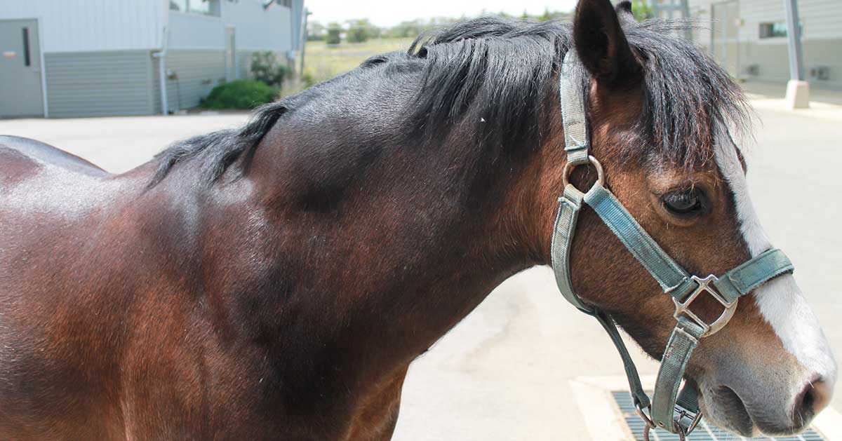 The growth in equine obesity parallels the increase in obesity in other species and presents a significant threat the equine welfare in the UK.