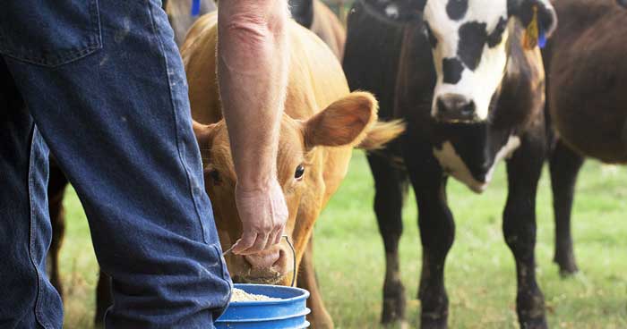 Image: © pamela_d_mcadams / Adobe Stock cattle feed nutrition bucket
