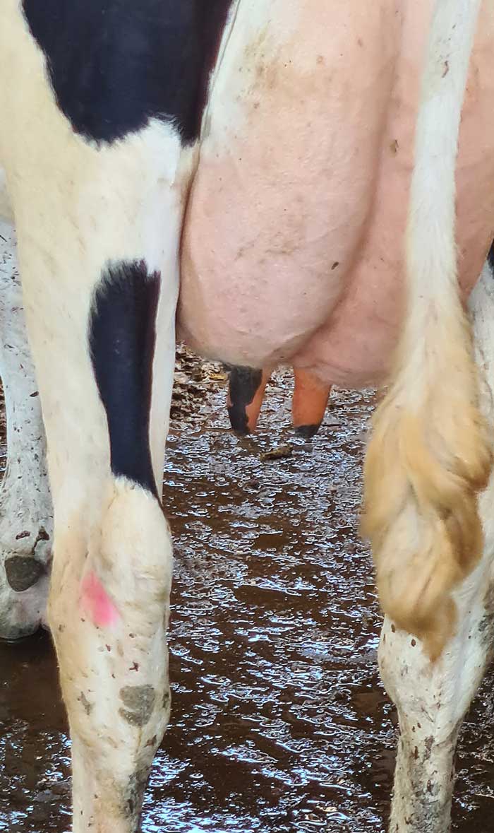 Figure 1. Clean cows are less likely to get mastitis.