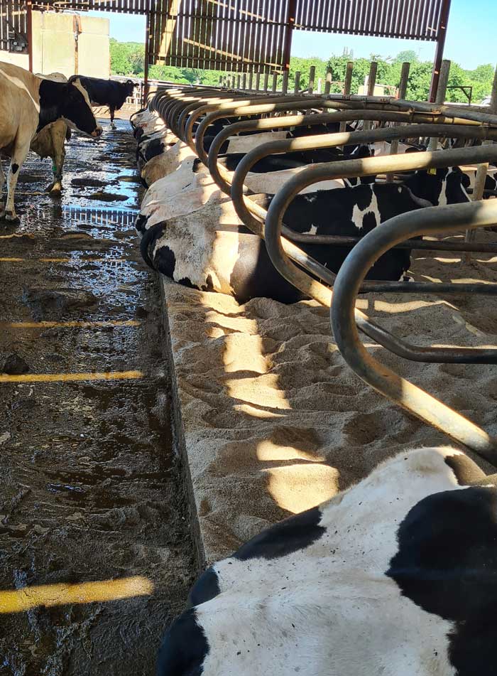 Figure 2. Optimal cow positioning in cubicles.