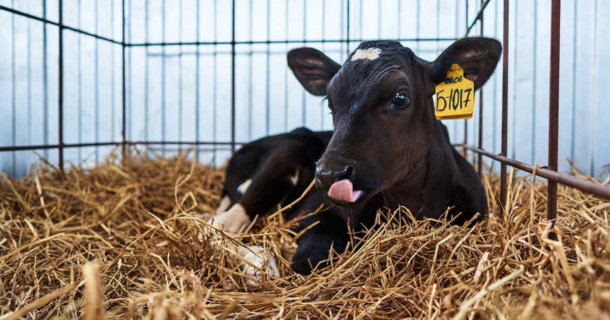 A third of farmers reported suffering a bovine viral diarrhoea impact, with high level of disease in calves and poor fertility listed as the most common problems. Image: © Alexander Lupin / Adobe Stock