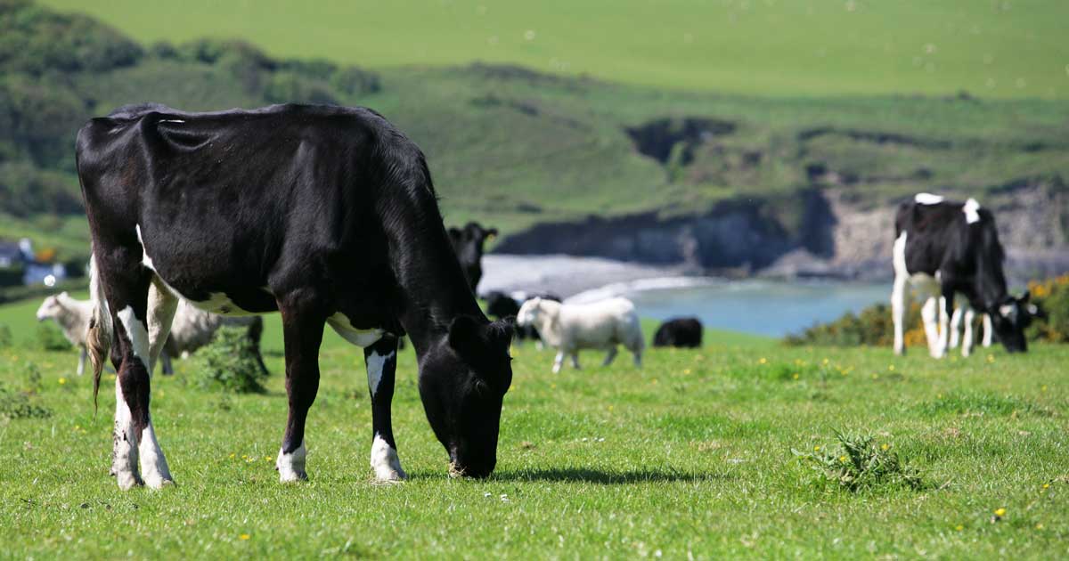 Image: © Chris Brignell / Adobe Stock cow in a field