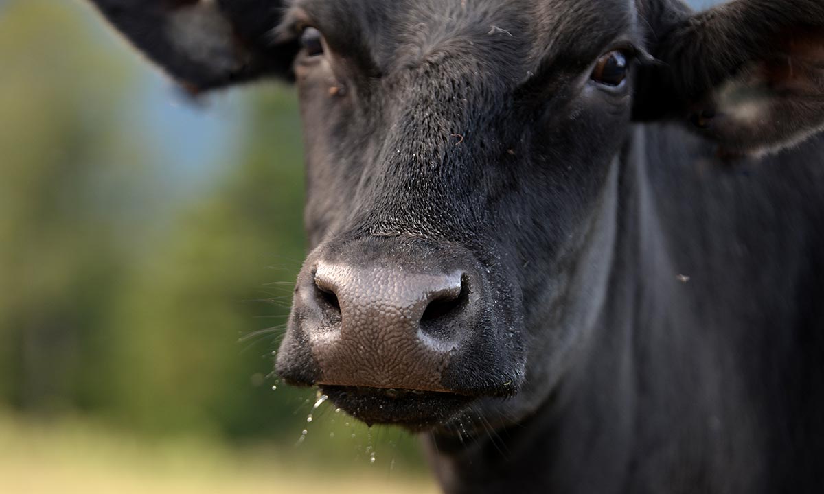 Cow. Image: Grubärin / Adobe Stock