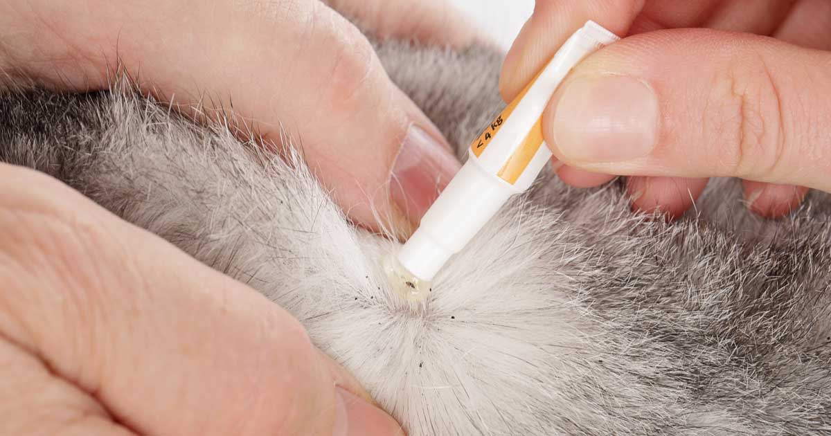 Bva Urges Shift In Approach On Parasiticide Use Vet Times