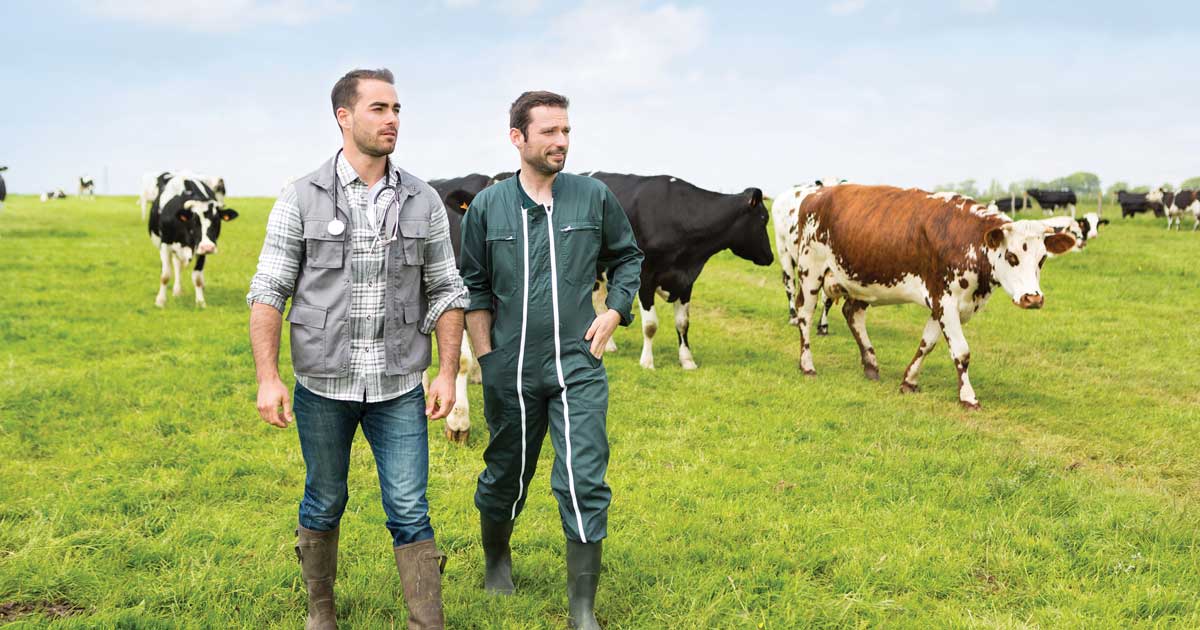 Farmer and vet in field