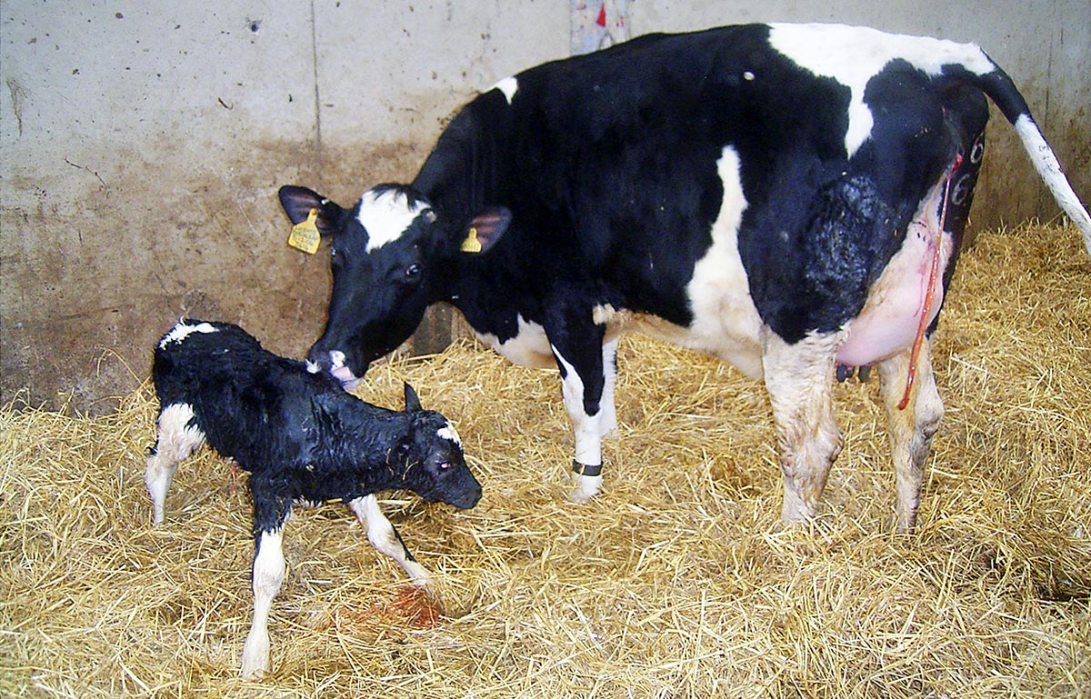 Figure 1. The calving yard/pen should be clean and dry. Image © K Ellis.