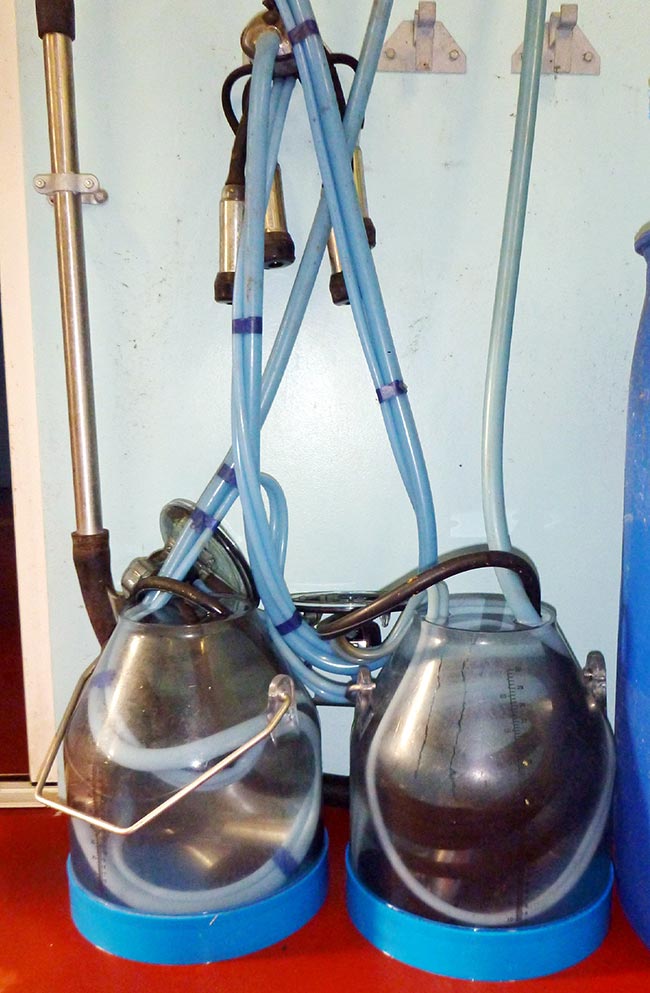 Figure 2. Separate dump buckets for colostrum and animals under treatment. Image © K Ellis.