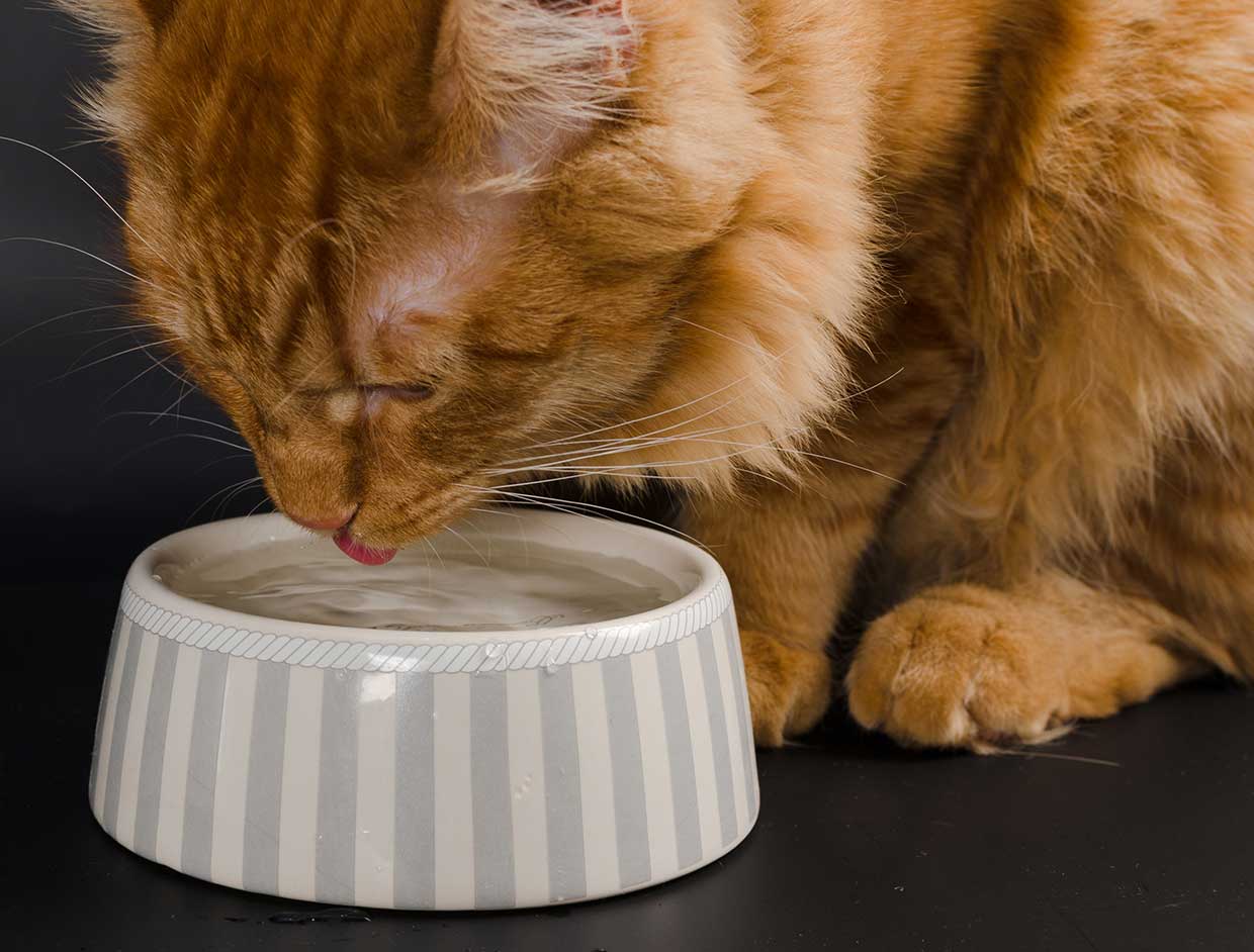 Image: pelagey18 / Adobe Stock old senior cat feline Image: pelagey18 / Adobe Stock old senior cat feline drinking water