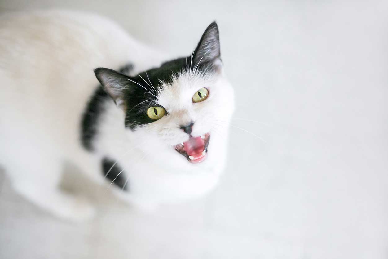 Image: Mary Swift / Adobe Stock cat vocalising meow