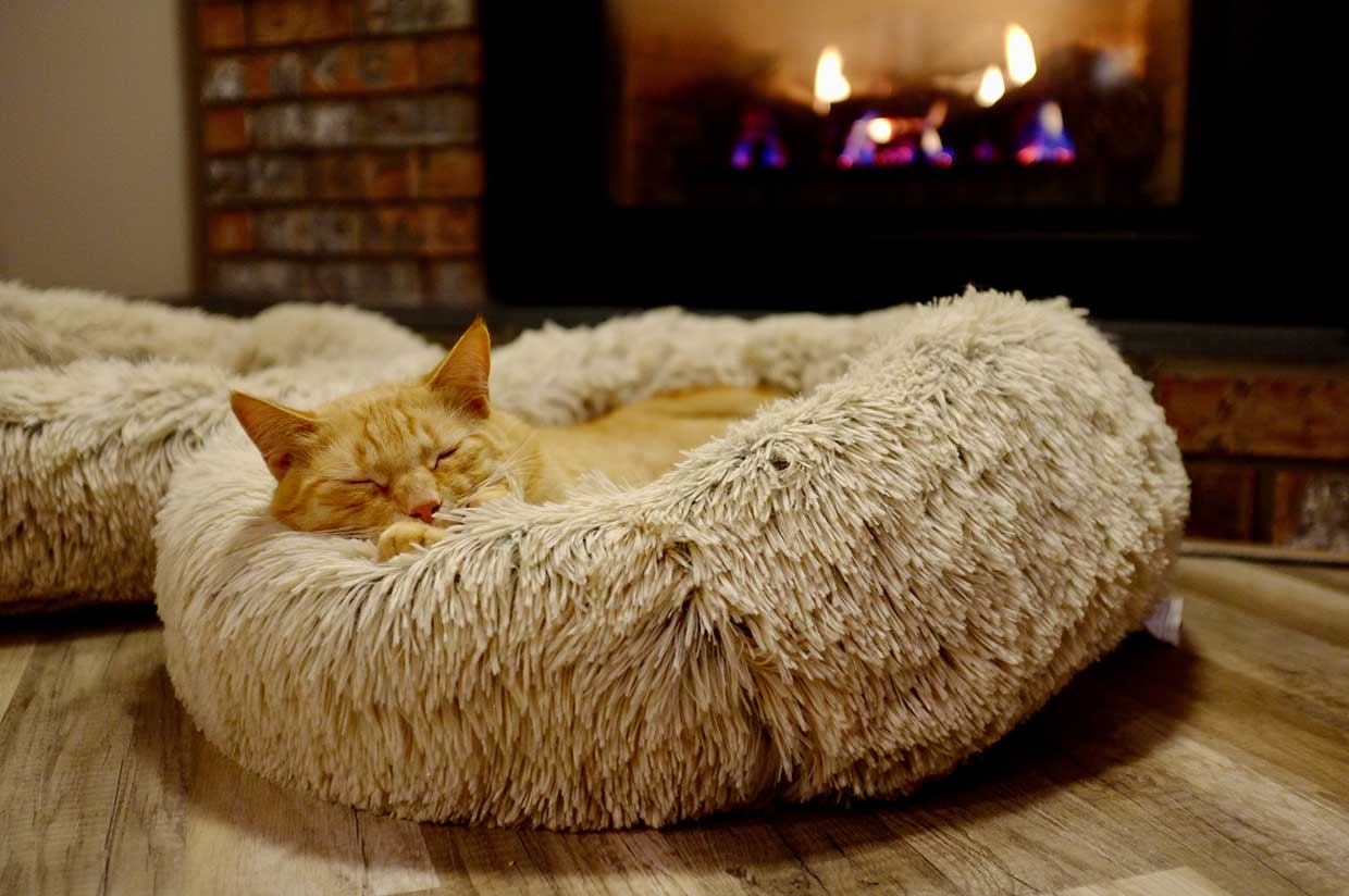 cat in basket sleeping unsplash