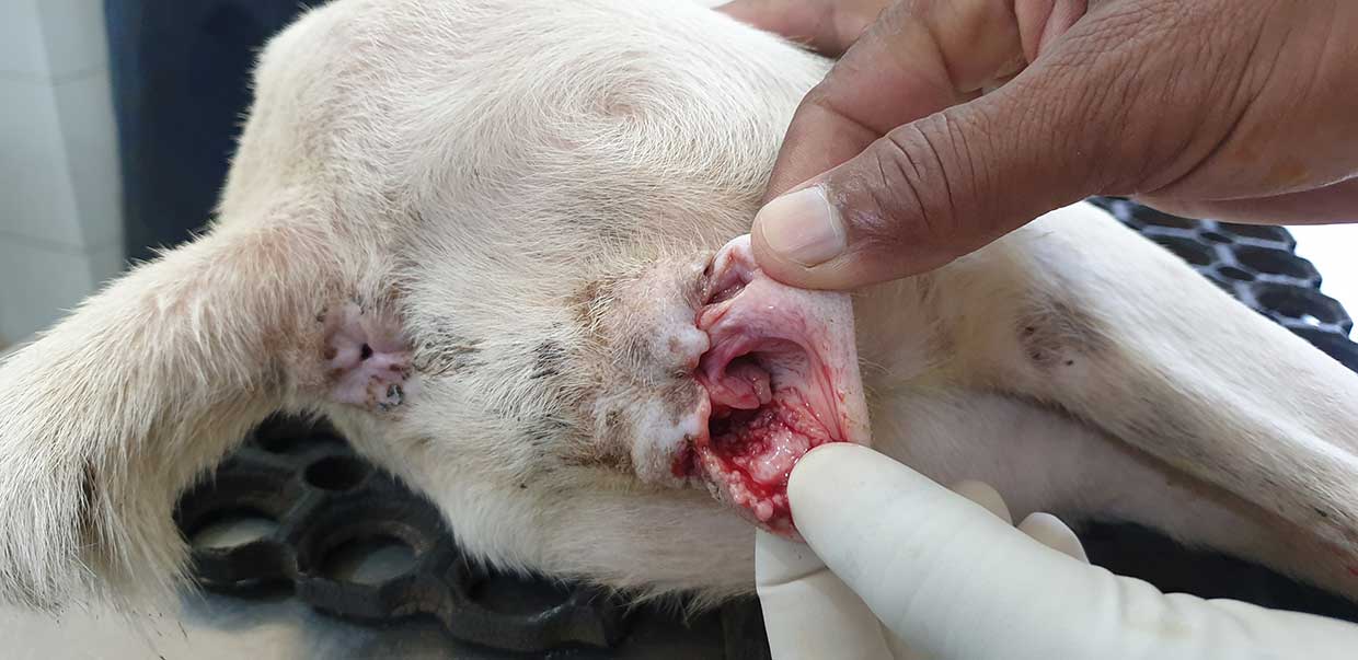 Figure 1. An early transmissible venereal tumour in a bitch.