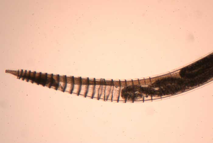 Figure 4. Crenosoma vulpis adult.