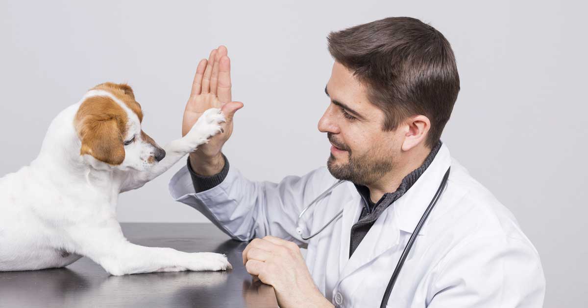 Vet and dog