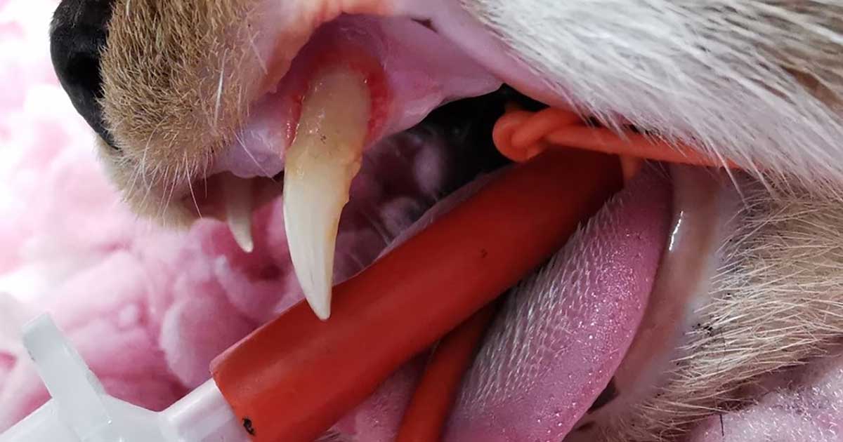 Picture of Gingival Recession In Dogs