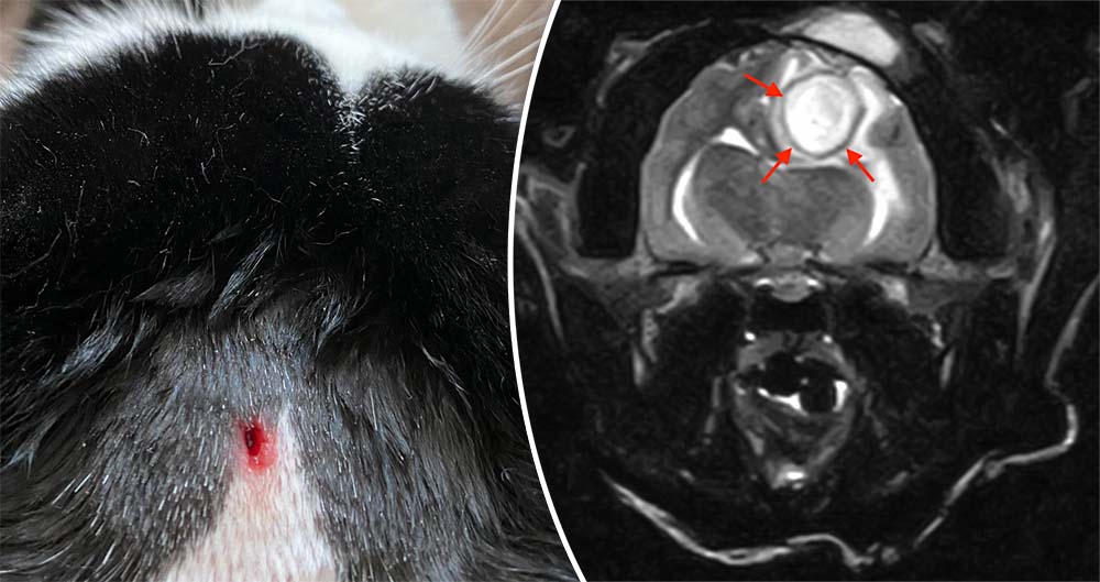Left: the wound on Apollo’s head. Right: an MRI scan showing the infection.