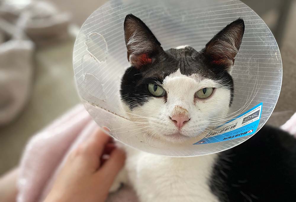 Apollo following his operation.