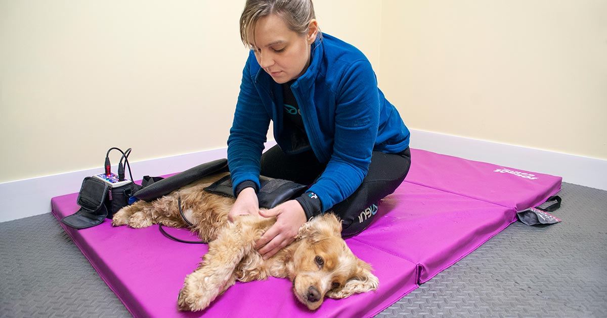 Analgesia Pain Management for the Veterinary Nurse course provided by