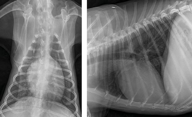 Figure 1. Inspiratory thoracic radiographs. Left: dorsoventral. Right: right lateral.