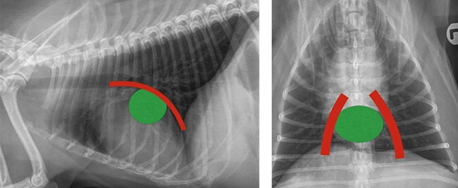 Figure 3a. Lateral and dorsoventral thoracic radiographs showing normal left atrial size.