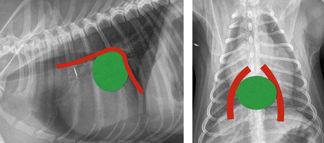 Figure 3b. Lateral and dorsoventral thoracic radiographs showing moderate left atrial enlargement.