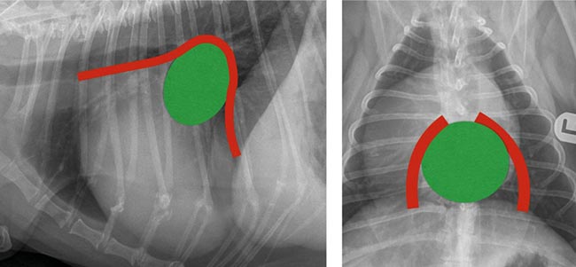 Figure 3c. Lateral and dorsoventral thoracic radiographs showing severe left atrial enlargement.