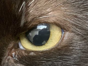 One of Oreo's eyes after the filler treatment.