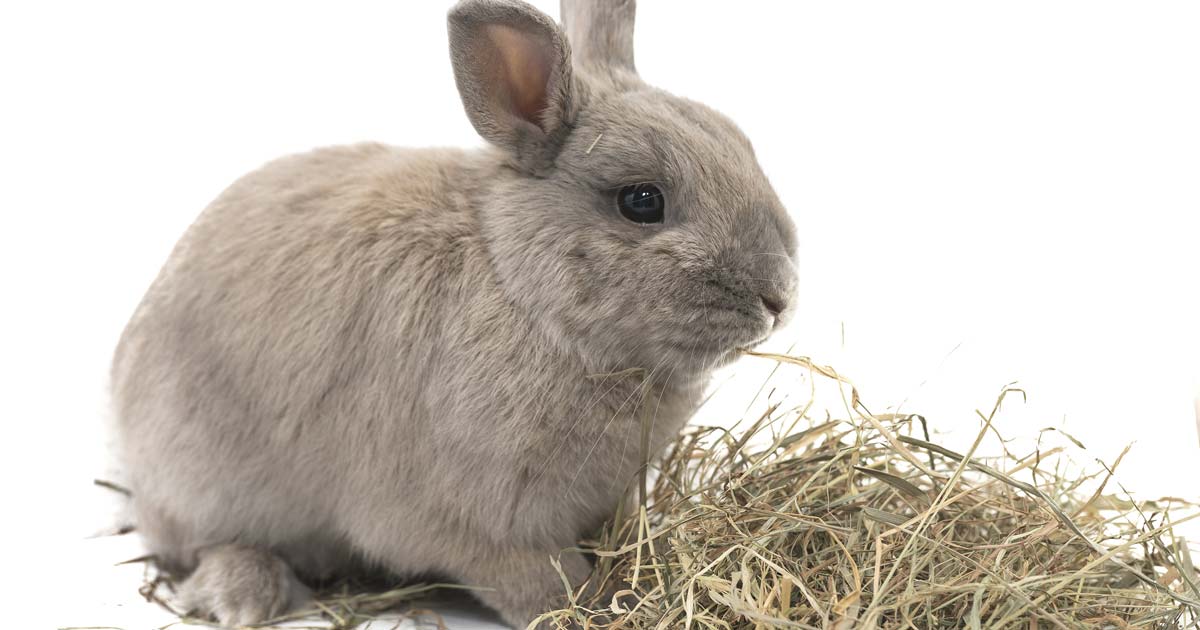 Rabbit eating hay.