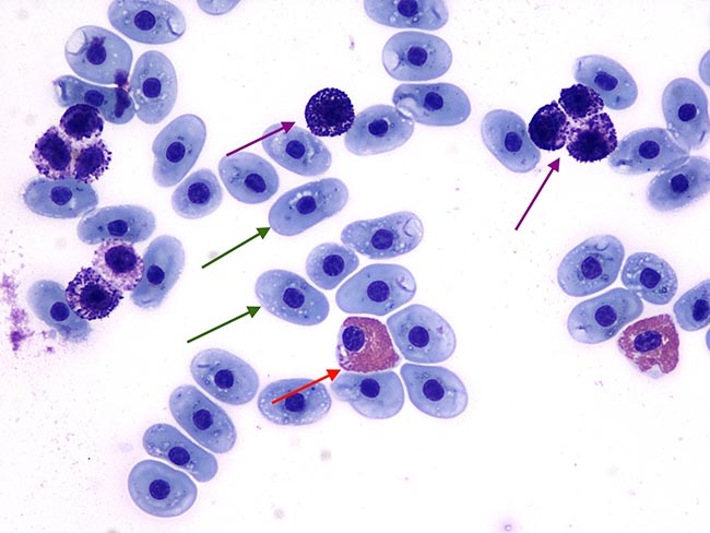 Figure 1. Blood smear from a tortoise, monolayer area (Wright‑Giemsa, 50×).