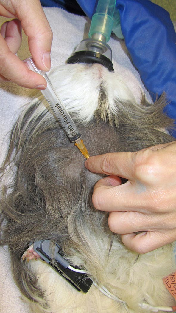 Figure 1. The cranial vena cava is used for blood collection in a guinea pig. The injection site is just cranial to the manubrium and first rib. The needle, attached to a syringe, is inserted at 30° to 45° in the direction of the opposite femoral head.