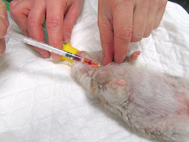 <strong>Figure 4</strong>. The cranial vena cava is used for blood collection in a hamster. In species with a developed clavicle, the needle is inserted between the clavicle and the first rib.