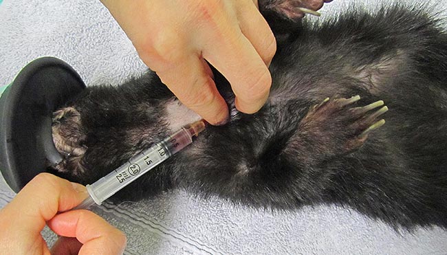 <strong>Figure 7</strong>. The same technique used for cranial vena cava blood collection in ferrets may be used in skunks. 