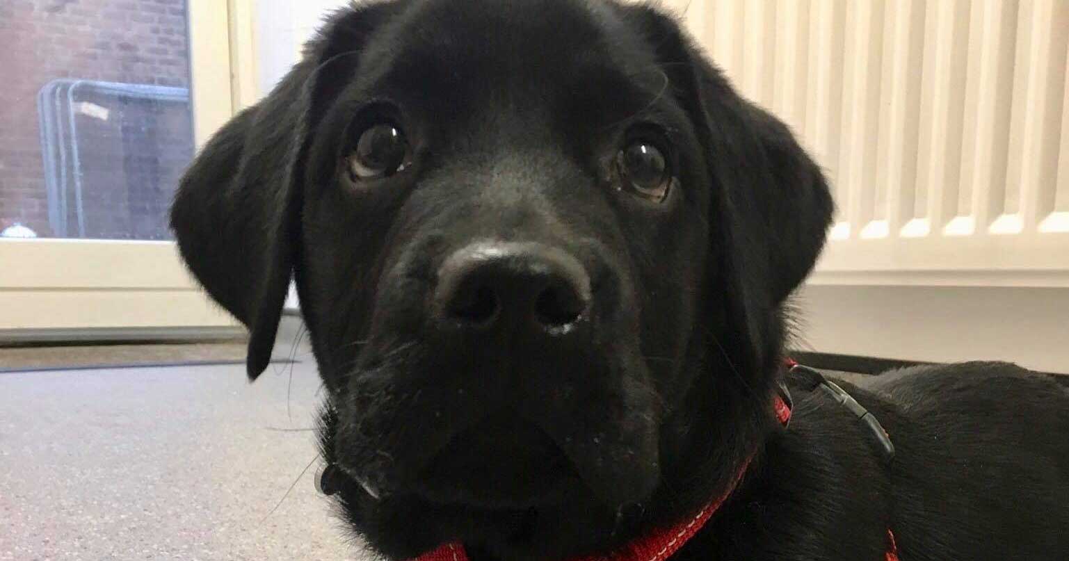 Figure 1. A male black Labrador retriever puppy called Ben.