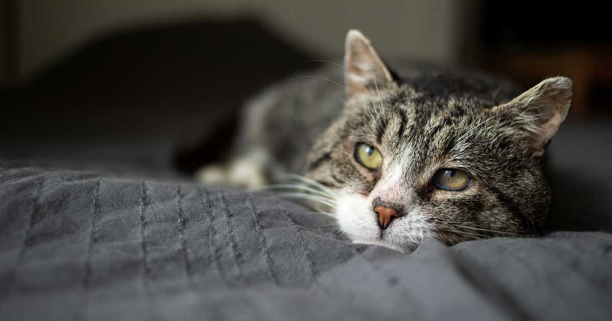 Image: Alexandr / Adobe Stock senior cat old cat