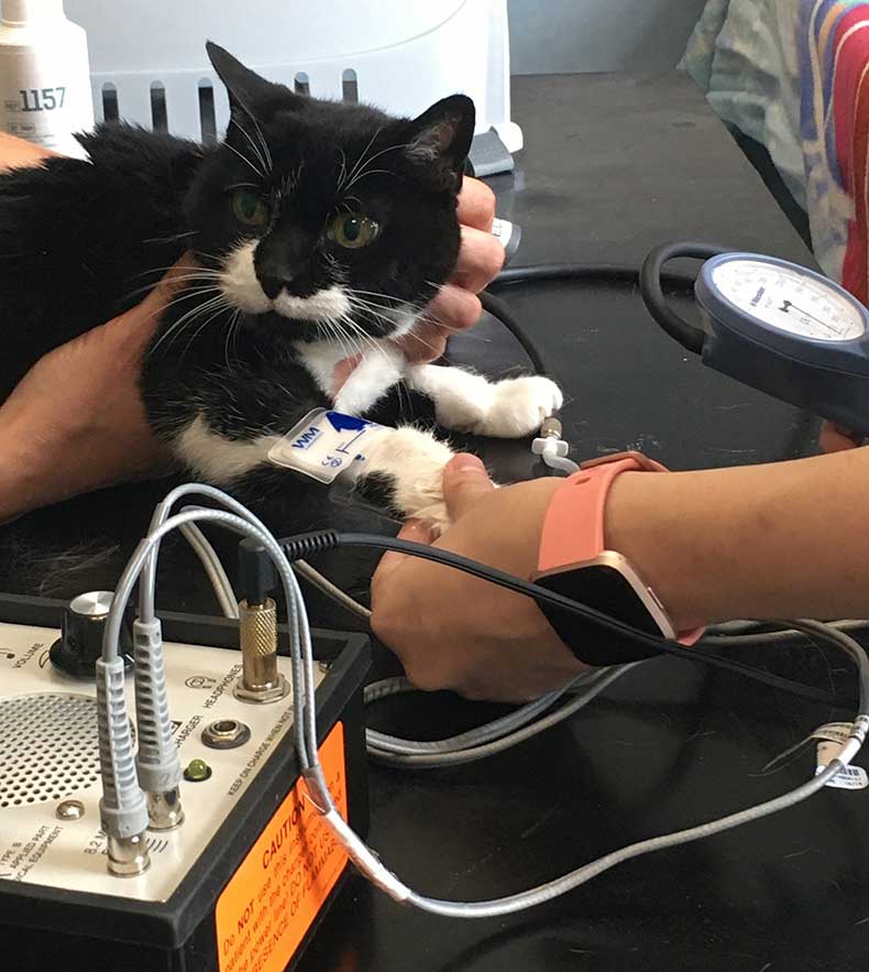 Figure 2. Blood pressure measurement.