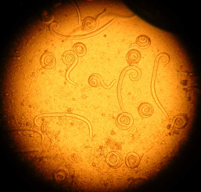 Figure 2. Coiled first-stage larvae Angiostrongylus vasorum larvae. Image: Pedro Serra, NWL