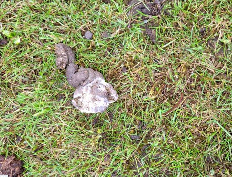 Figure 1. Photo of normal faeces; the clear puddle of urine is difficult to see on grass. The white urates can be seen on the faecal material. Colour changes to the urates can be indicative of systemic disease. Image: R Yoxall