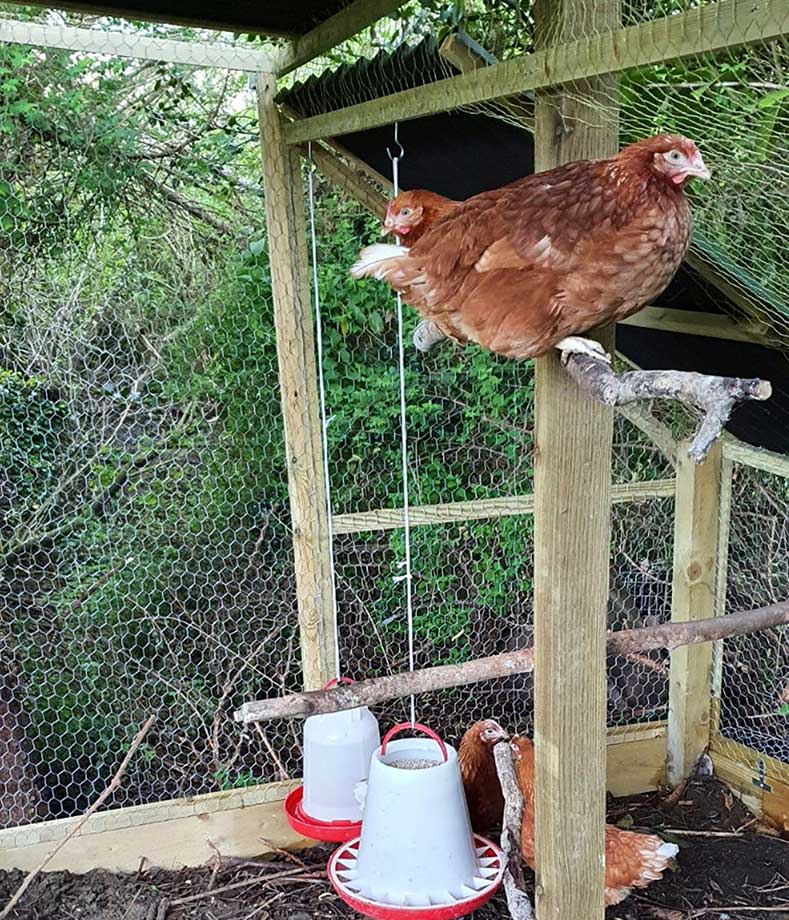 Figure 2. Covered feeders are a good way to provide commercial chicken pellets. This is best fed from a hanging feeder to avoid contamination from rodents and wild birds, which can carry diseases. Image: B Anghileri