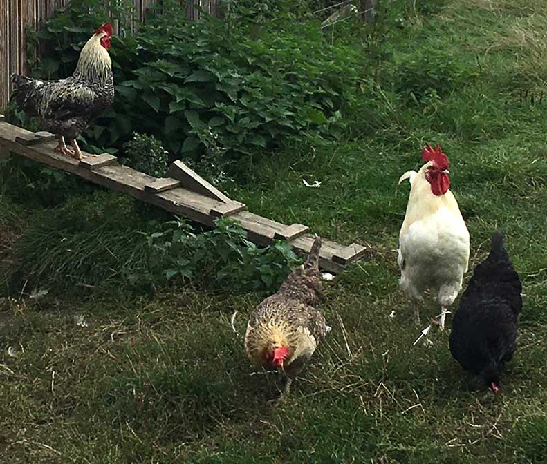 Figure 4. The male cockerel is sexually dimorphic with a larger wattle, comb and tarsometatarsal spurs (arrow), which increase in size with age (Doherty, 2021). Larger body mass is not always consistent in domestic poultry and difficult to judge when on presented with an individual.