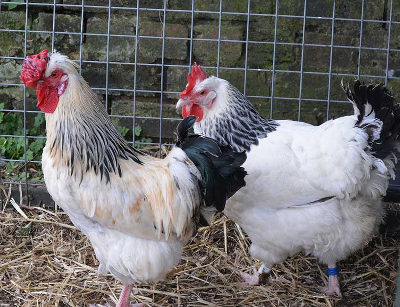 Figure 5. This light Sussex cockerel has a large deformed comb with black spots from old pecking injuries. The male also has larger wattles than the female seen on the right of the photograph.