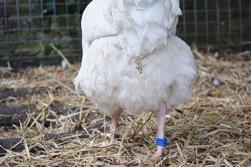 Figure 6. Photograph showing the normal clean feather area of the vent.