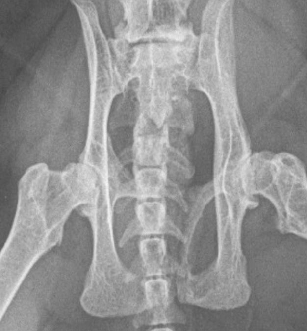 Figure 2. A radiograph showing Ellie’s bilateral coxofemoral arthritis.
