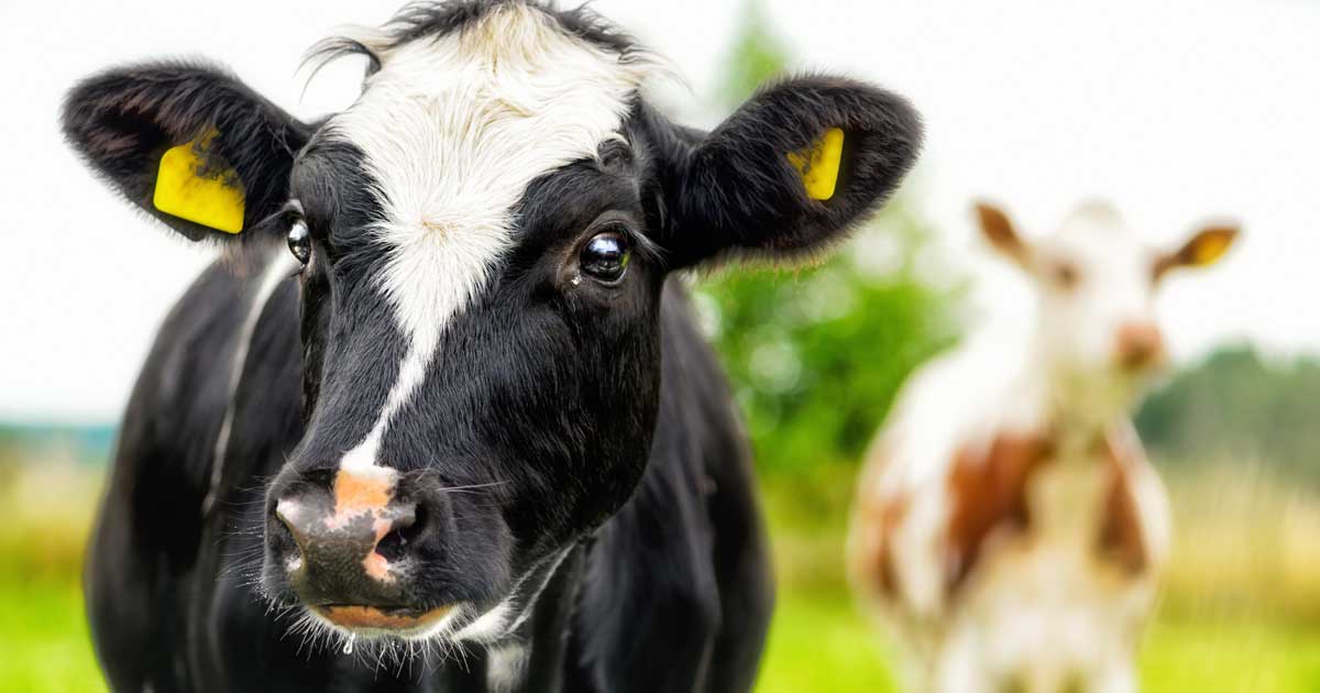 Image: stefanholm / Adobe Stock dairy cow tagged close up