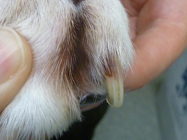 Figure 9. Reddish‑brown staining of the claws or hair associated with paronychia.