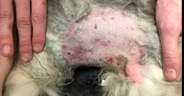 RVC in call for dogs for largest ever autoimmune disease study | Vet Times